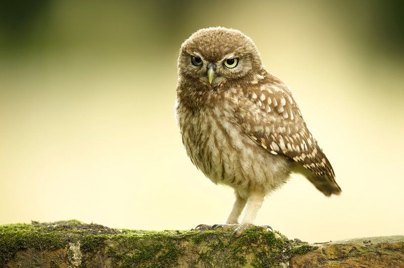 Little Owl by Ronald Kromkamp