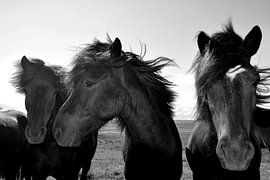 ICELANDIC HORSES 2 by Miroslav Ptacek
