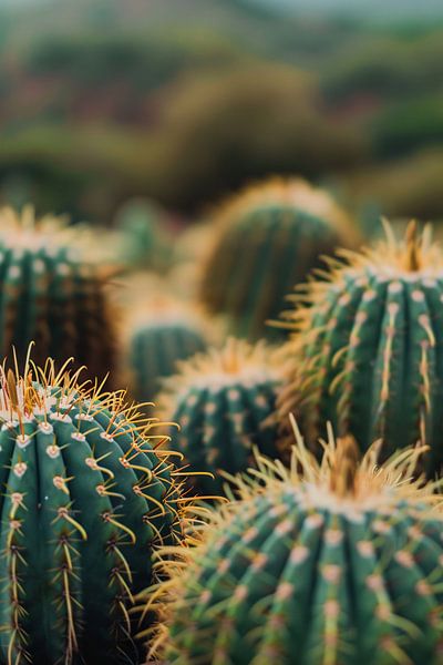 Close-up of Green Cacti by Imperial Art House
