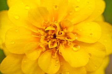 Goudgele goudsbloem van Iris Holzer Richardson