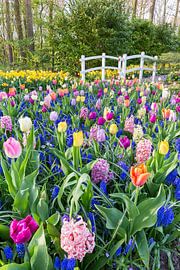 Blooming flower field with mixed flowers and white bridge in Keukenhof by Ben Schonewille