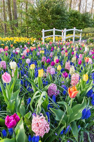 Bloemenveld met gemengde bloembollen en bruggetje