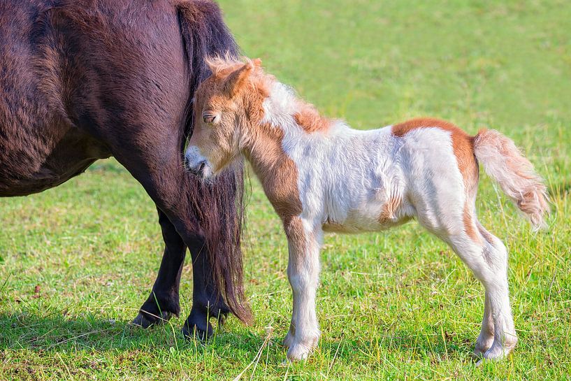 Poney poulain nouveau-né avec sa mère dans une prairie hollandaise par Ben Schonewille