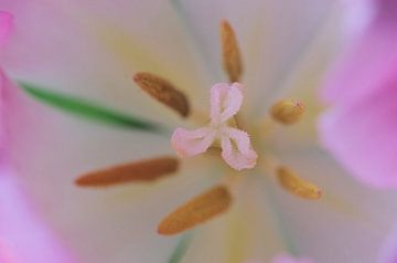 Nicht blau, Tulpen-Makrofotografie