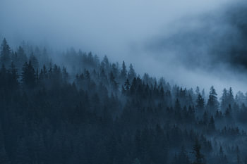 Foggy mountain forest in the Dolomites