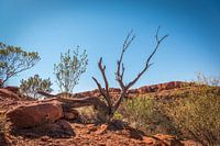Kings Canyon - Australien