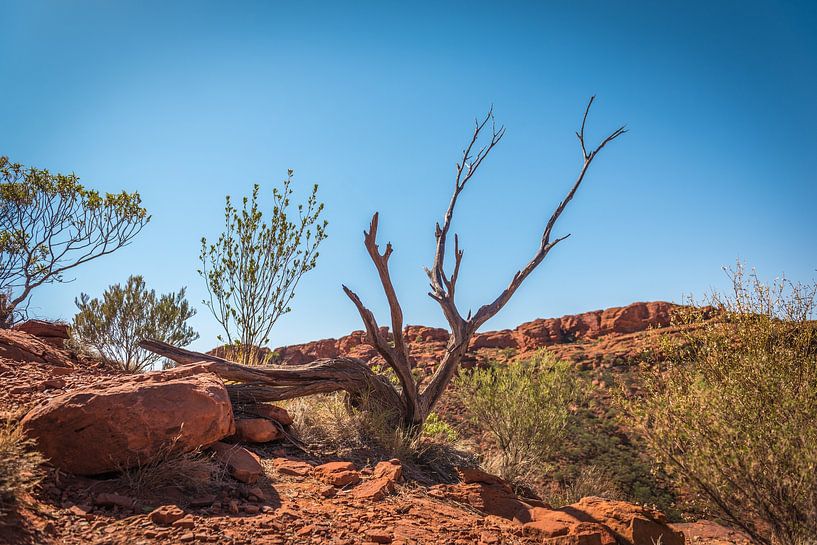 Kings Canyon - Australië van Troy Wegman