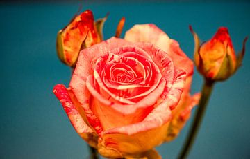 roos van Jan Fritz