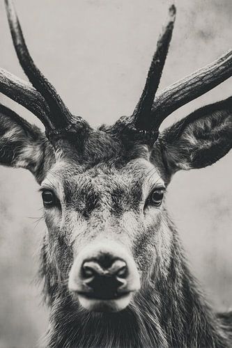 Majesté silencieuse