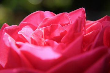 Zacht roze van Marije Zwart