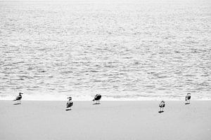 Oiseaux bécasseaux sur la plage au Portugal