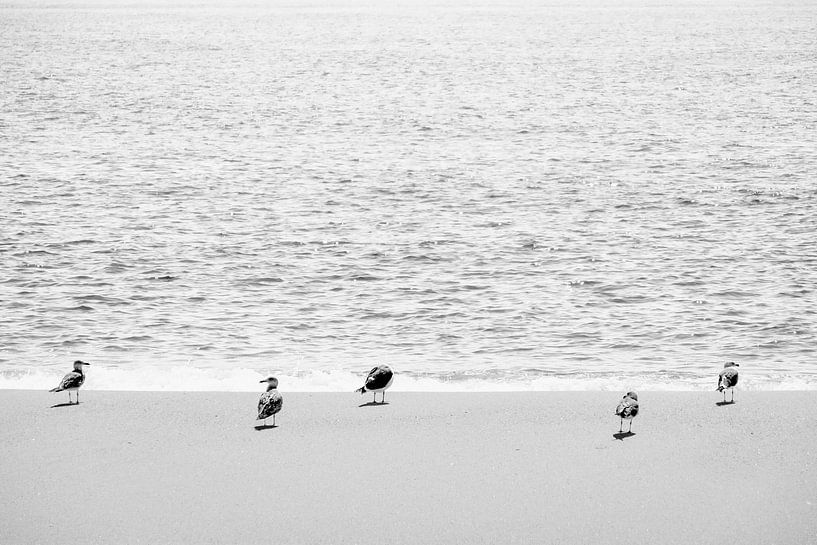 Sanderling Vögel am Strand in Portugal von Evelien Oerlemans