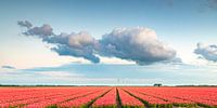 Felder der blühenden roten Tulpen während des Sonnenuntergangs in Holland von Sjoerd van der Wal Fotografie Miniaturansicht