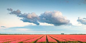 Felder der blühenden roten Tulpen während des Sonnenuntergangs in Holland