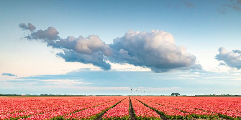 Felder der blühenden roten Tulpen während des Sonnenuntergangs in Holland von Sjoerd van der Wal Fotografie