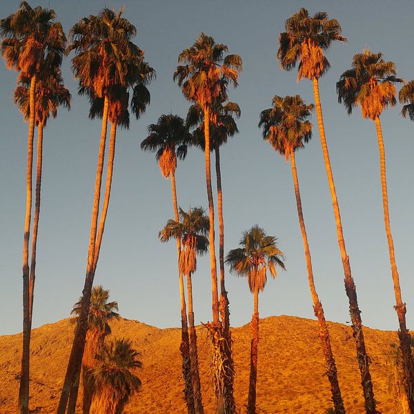 Ochtendgloren in Palm Springs von Michael van Eijk