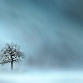 Tree in rainstorm by Corinne Welp
