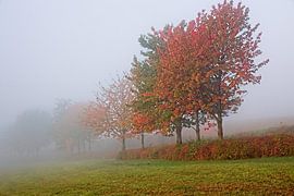 Verschwindende Bäume
