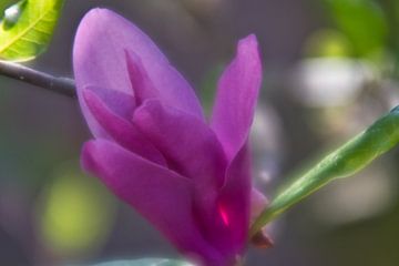 De zachtheid en een roze magnolia van Jolanda de Jong-Jansen