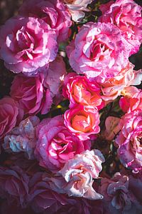 Rosenblüte