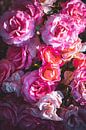Rosenblüte von Steffen Gierok Miniaturansicht