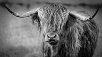 Scottish Highlander (Waddie)