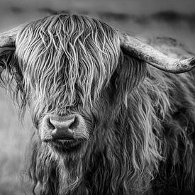 Scottish Highlander (Waddie) by Mark van der Walle