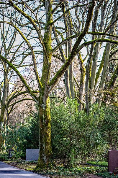 Waldspaziergang im Frankfurter Stadtwald von Thomas Riess
