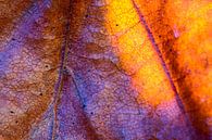 Macro van herfstblad in zonlicht. van Mark Scheper thumbnail