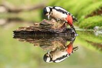 Great Pied Woodpecker