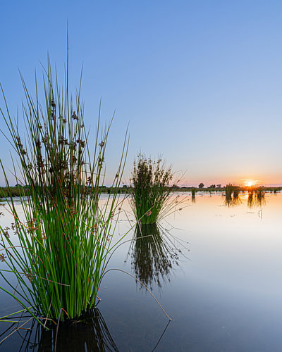 Plantes aquatiques au coucher du soleil