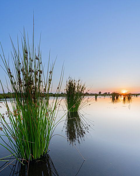 Aquatic plants during sunset by Tom Vogels