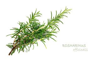 verse groene rozemarijn, Rosmarinus officinalis, geïsoleerd op een witte achtergrond met voorbeeldte