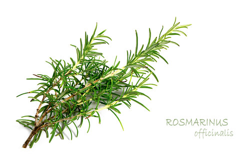 frischer grüner Rosmarin, Rosmarinus officinalis, isoliert auf weißem Hintergrund mit Mustertext