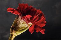 het rood