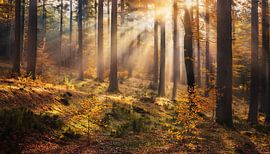 Herfstbos met kleuren en bladeren