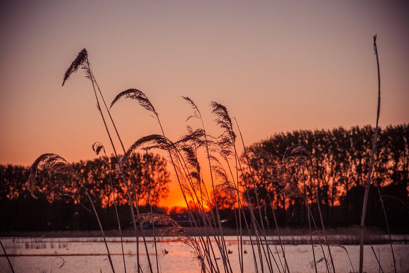 Prachtige zonsondergang bij de Dordtse Biesbosch van Petra Brouwer
