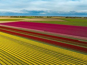 Tulpenfeld im Frühling von oben gesehen