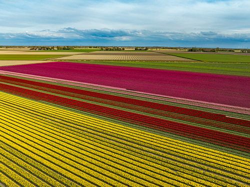 Tulpenveld in de lente van bovenaf gezien