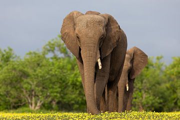 Elefanten auf einem gelben Teppich von Andius Teijgeler