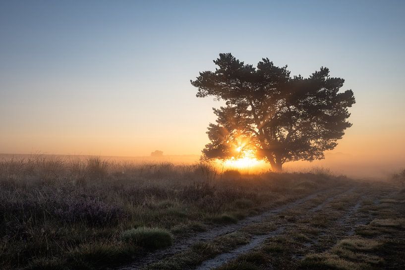 Terletse heide part 13 van Tania Perneel