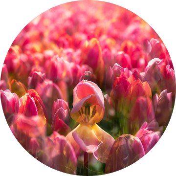 Tulpen uit Amsterdam