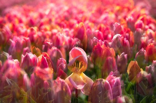 Tulpen uit Amsterdam