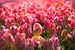 Tulpen uit Amsterdam von Dennisart Fotografie