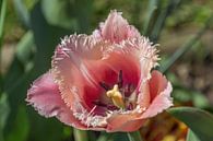 Gekartelde tulp van didier de borle thumbnail