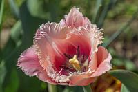 Gekartelde tulp