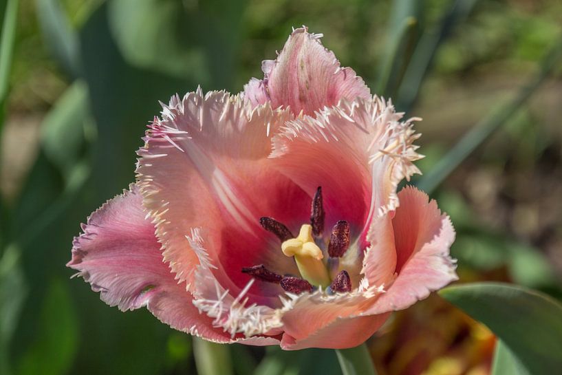 Gekartelde tulp van didier de borle