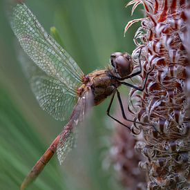 Die Braune Pfahllibelle (Red-backed Pileated Dragonfly) von Lex van Doorn