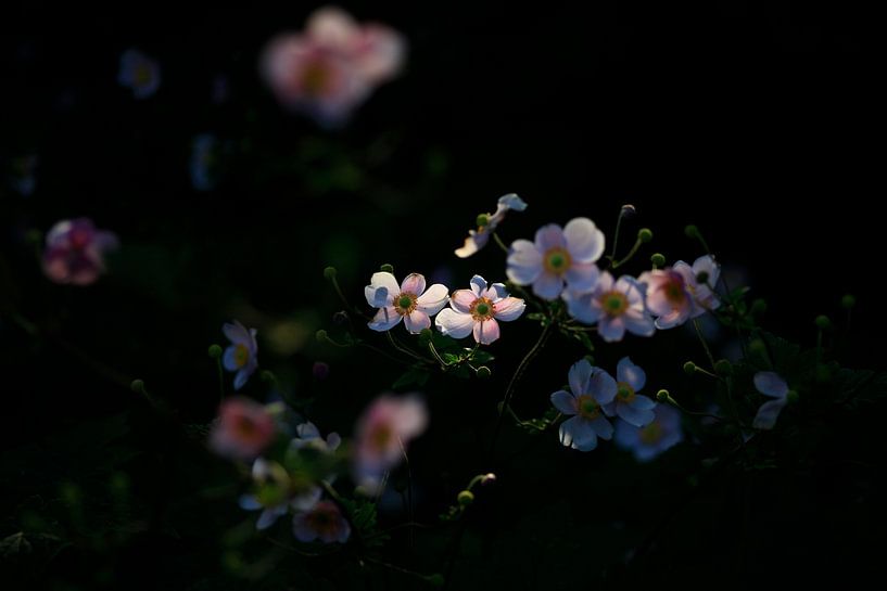 Anemone an einem Sommerabend von Thomas Jäger