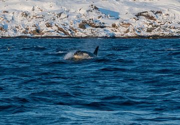Orca von Merijn Loch